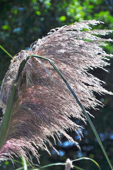 silver grass 